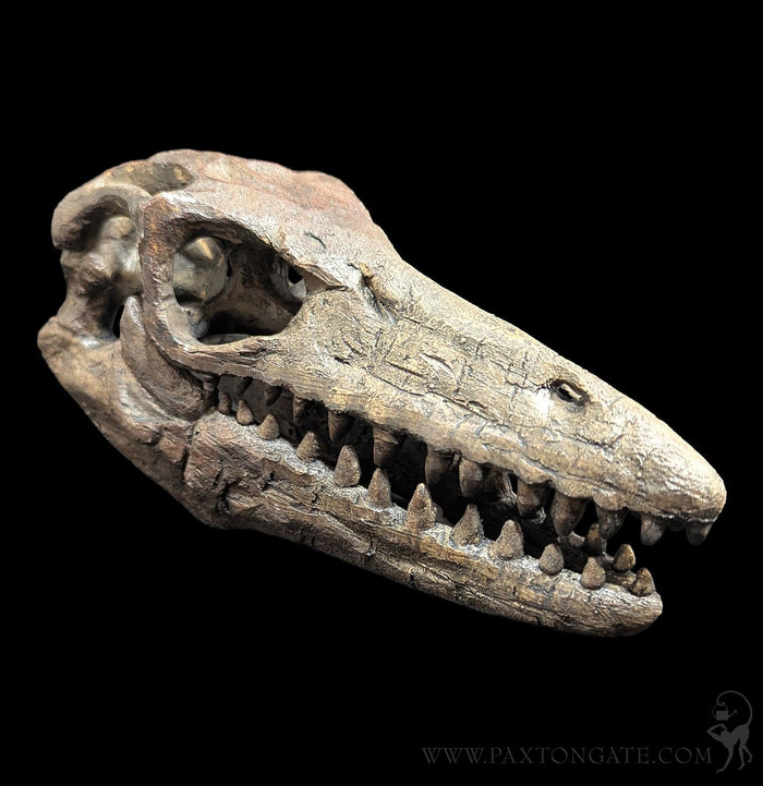 Faux Mosasaur Mini Skull-Skulls & Bones-Modern World-PaxtonGate