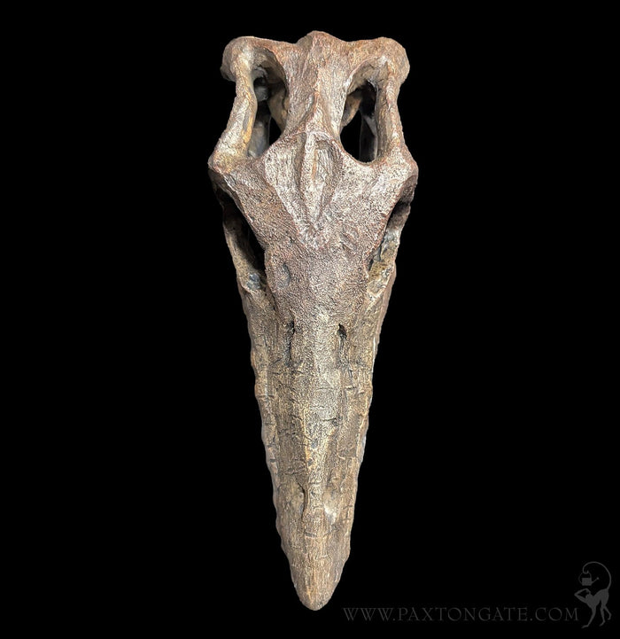 Faux Mosasaur Mini Skull-Skulls & Bones-Modern World-PaxtonGate