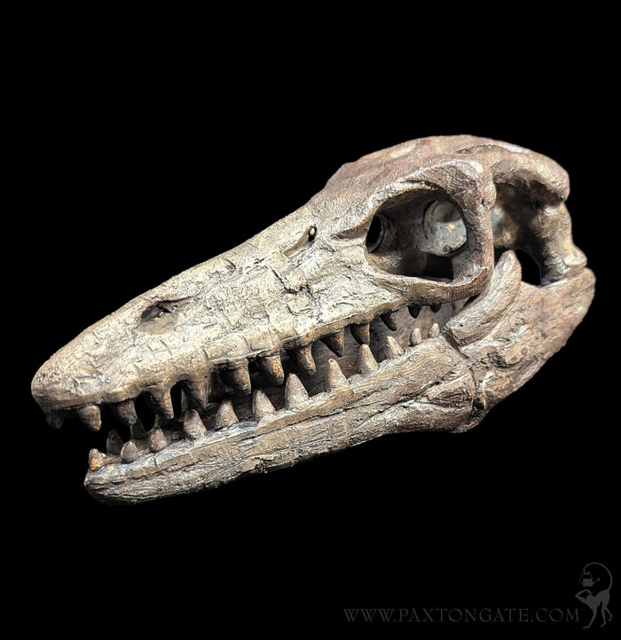 Faux Mosasaur Mini Skull-Skulls & Bones-Modern World-PaxtonGate
