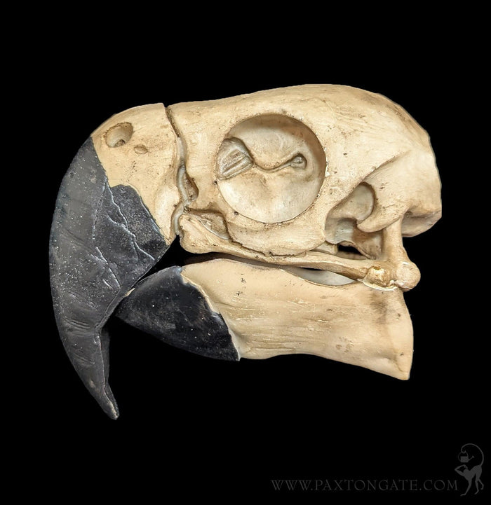 Faux Parrot Skull-Replica Skulls-Modern World-PaxtonGate