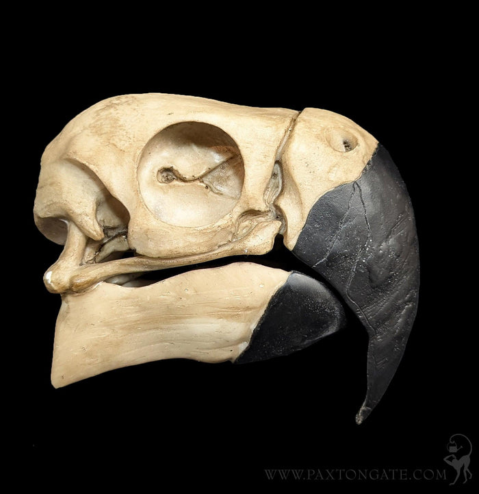 Faux Parrot Skull-Replica Skulls-Modern World-PaxtonGate