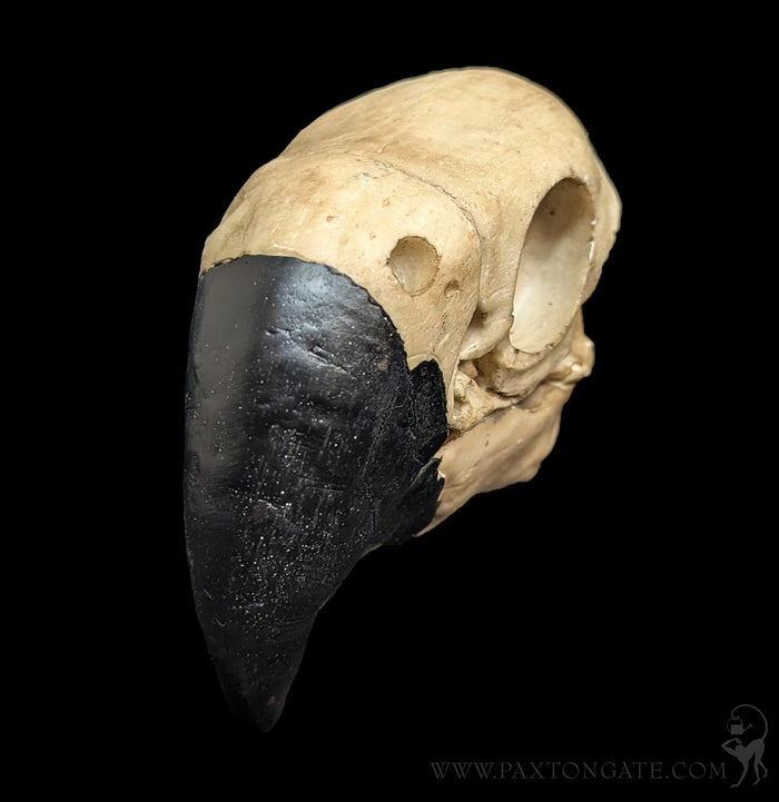 Faux Parrot Skull-Replica Skulls-Modern World-PaxtonGate