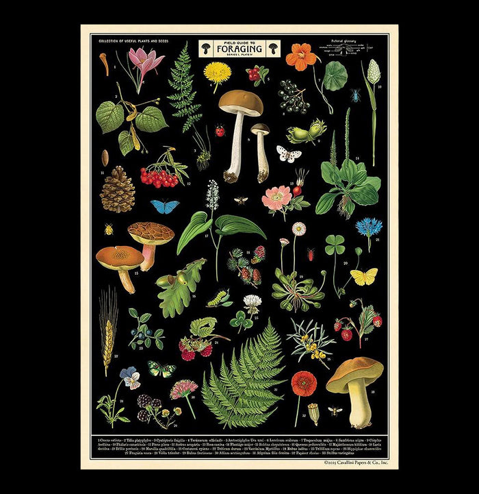Field Guide to Foraging Poster Wrap-Posters-Cavallini & Co.-PaxtonGate