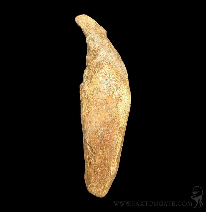 Fossil Cave Bear Canine Specimen F-Fossils-Timberline Creations-PaxtonGate