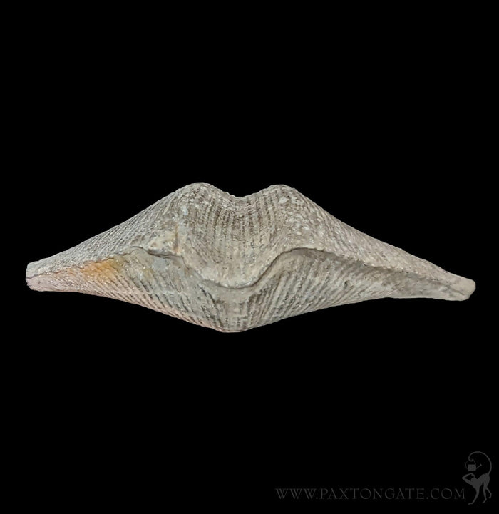 Fossilized Brachiopod-Fossils-Geonica, Inc.-PaxtonGate