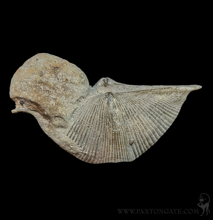 Fossilized Brachiopod-Fossils-Geonica, Inc.-PaxtonGate
