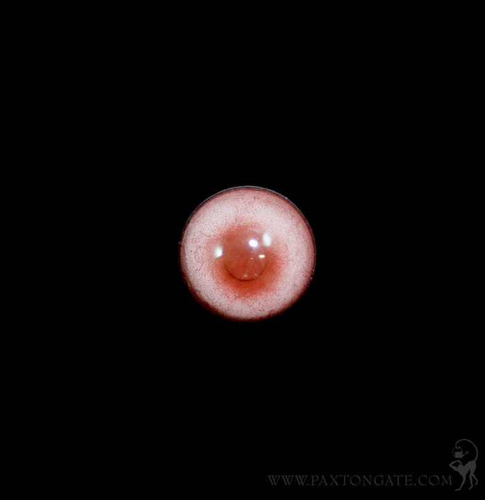 Glass Albino Raccoon Taxidermy Eye - Paxton Gate