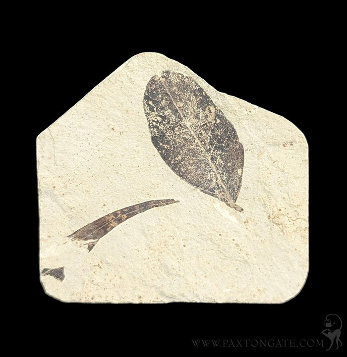 Green River Leaf Fossil Plates-Fossils-Lowcountry Geologic-PaxtonGate