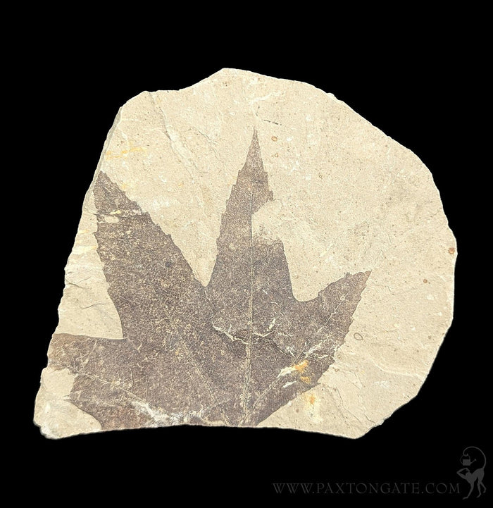 Green River Leaf Fossil Plates-Fossils-Lowcountry Geologic-PaxtonGate
