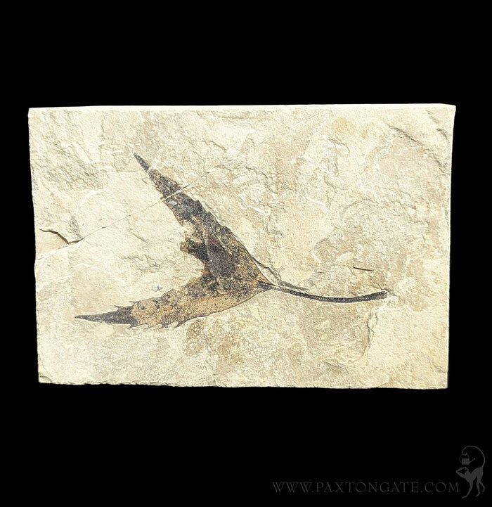 Green River Leaf Fossil Plates-Fossils-Lowcountry Geologic-PaxtonGate