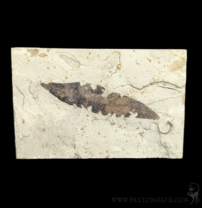 Green River Leaf Fossil Plates-Fossils-Lowcountry Geologic-PaxtonGate
