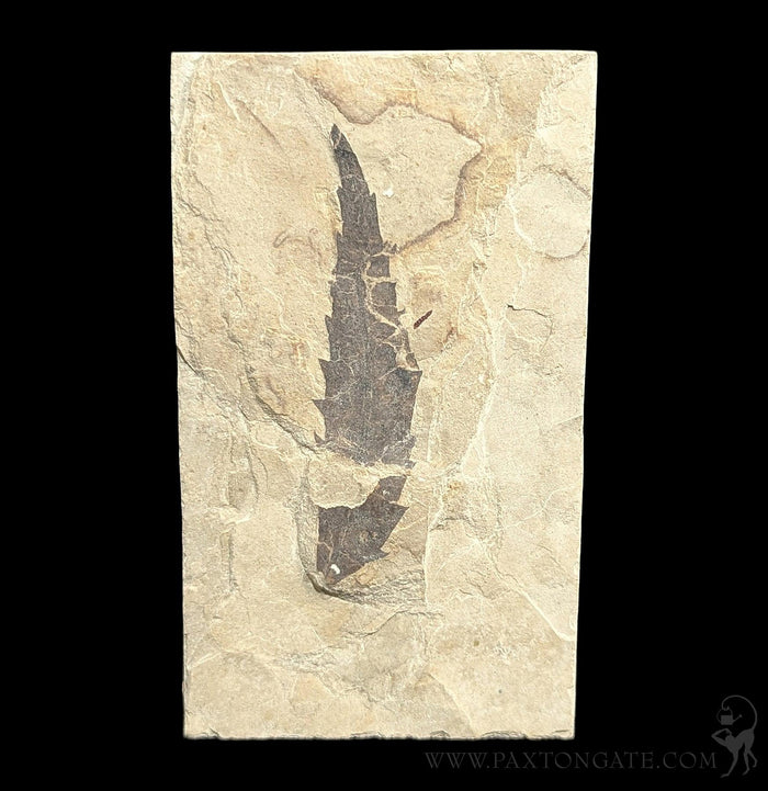 Green River Leaf Fossil Plates-Fossils-Lowcountry Geologic-PaxtonGate