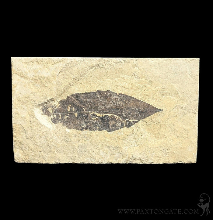 Green River Leaf Fossil Plates-Fossils-Lowcountry Geologic-PaxtonGate