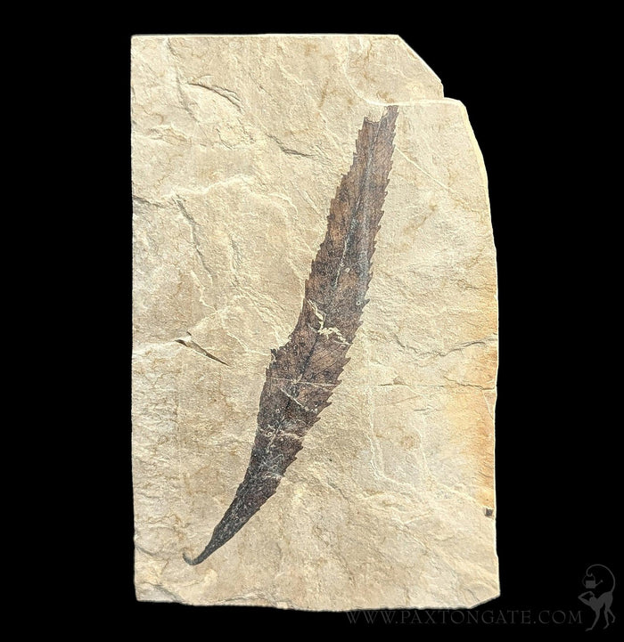 Green River Leaf Fossil Plates-Fossils-Lowcountry Geologic-PaxtonGate