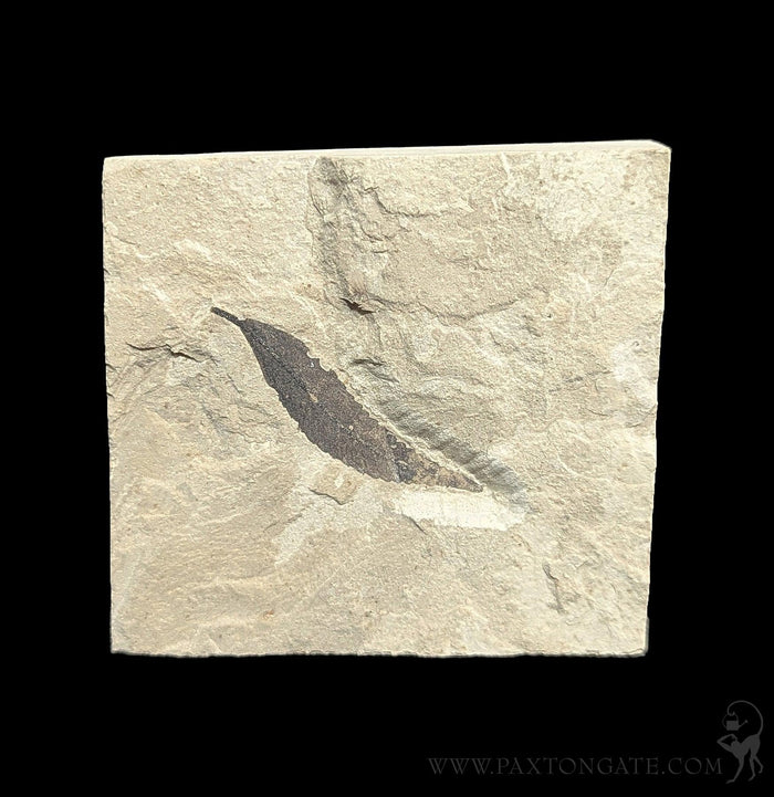 Green River Leaf Fossil Plates-Fossils-Lowcountry Geologic-PaxtonGate
