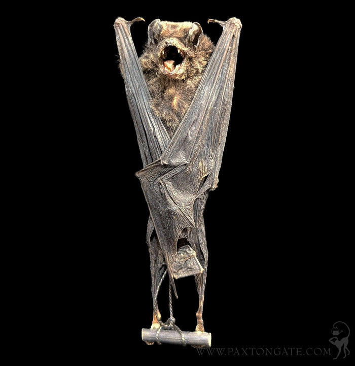 Hanging Kerivoula Pellucida Taxidermy Bat