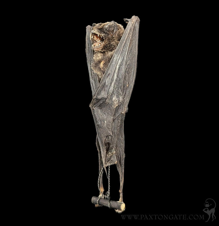 Hanging Kerivoula Pellucida Taxidermy Bat