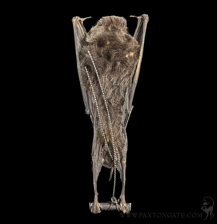 Hanging Kerivoula Pellucida Taxidermy Bat