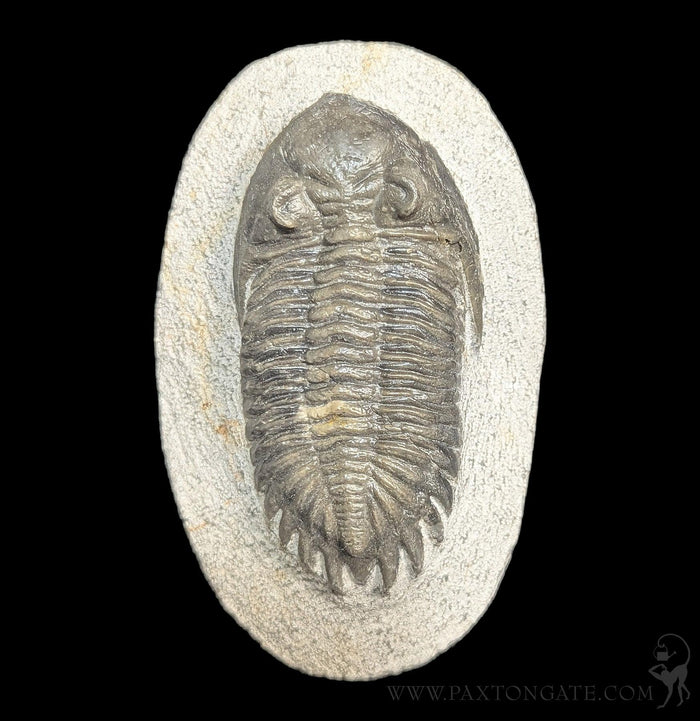 Hollardops Trilobite Fossil Specimen 6-Fossils-Sahara Overland-PaxtonGate