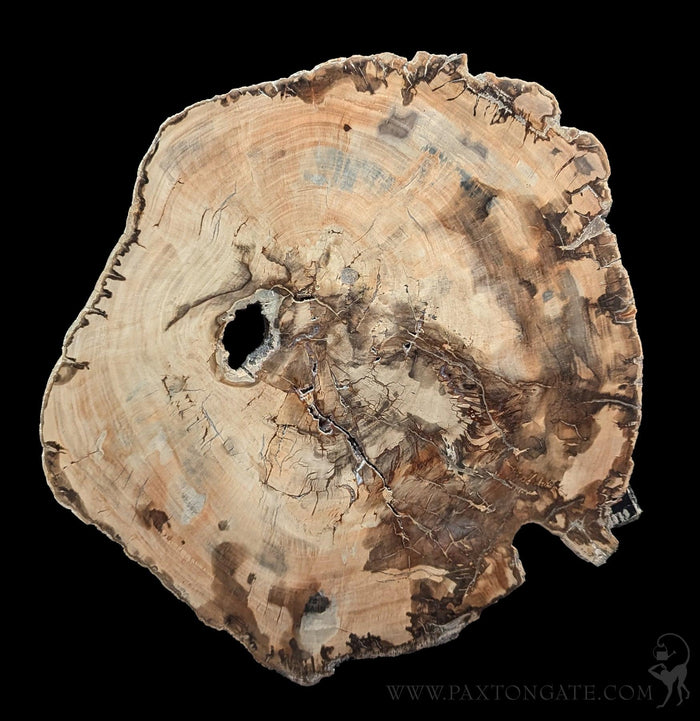 Large Petrified Wood Slab-Minerals-Enter the Earth-PaxtonGate