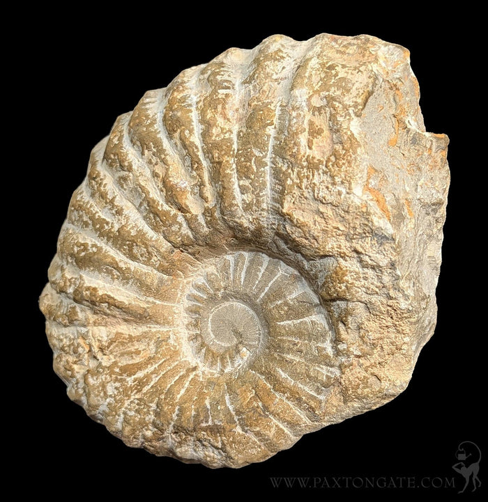 Large Raw Ammonite-Fossils-Esseouani Soulfiane-PaxtonGate