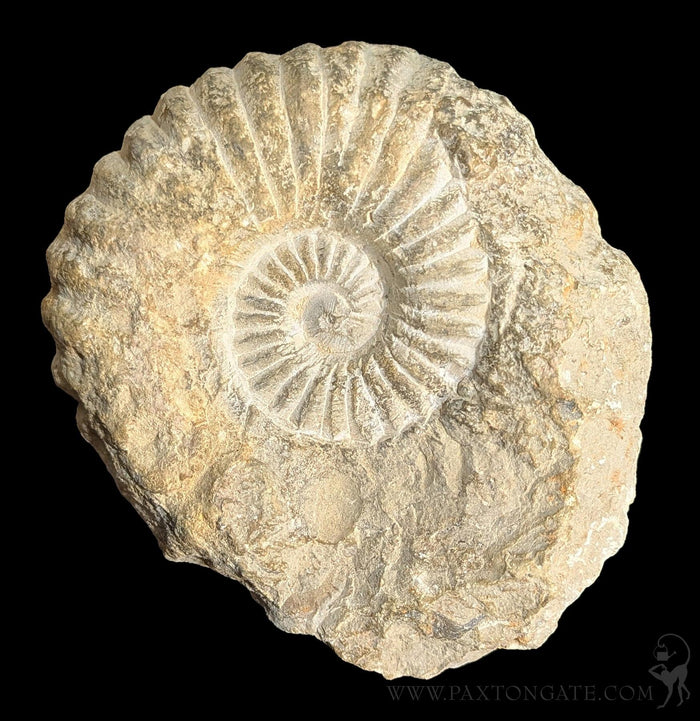 Large Raw Ammonite-Fossils-Esseouani Soulfiane-PaxtonGate