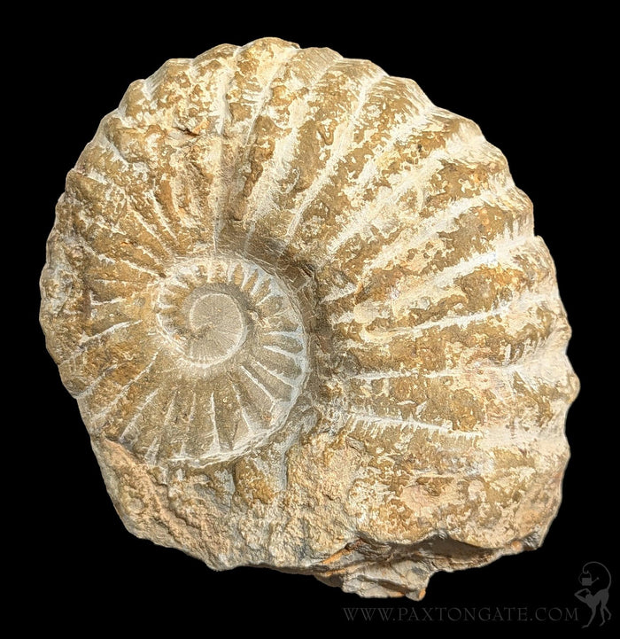 Large Raw Ammonite-Fossils-Esseouani Soulfiane-PaxtonGate