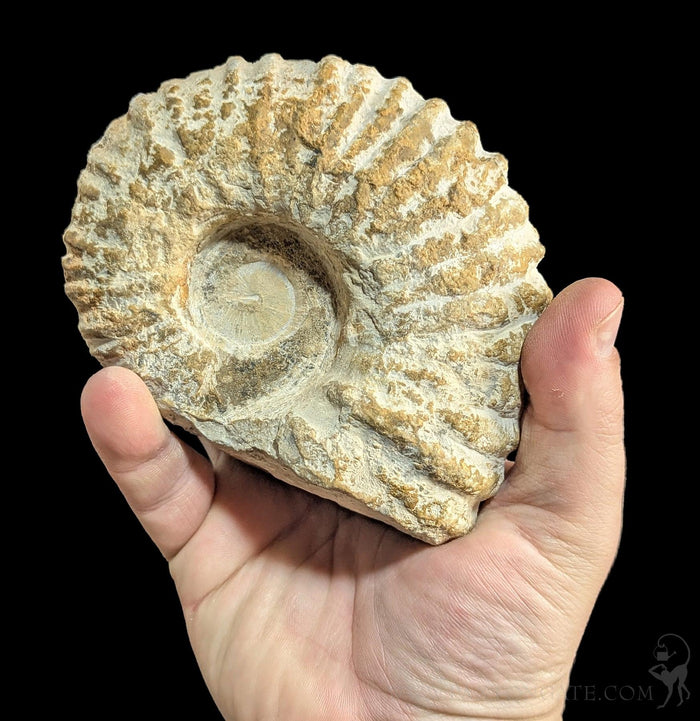 Large Raw Ammonite-Fossils-Esseouani Soulfiane-PaxtonGate
