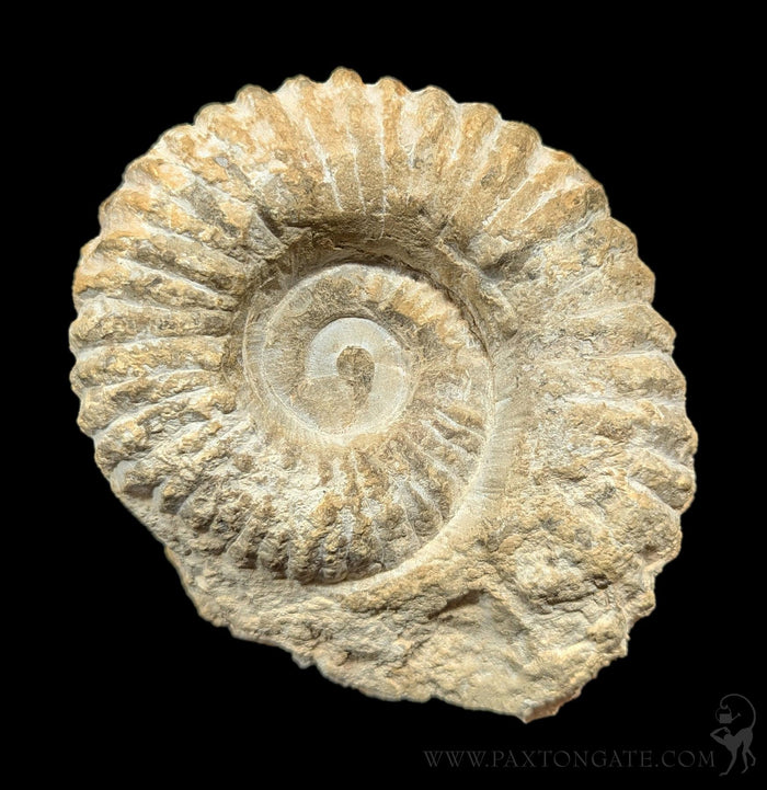Large Raw Ammonite-Fossils-Esseouani Soulfiane-PaxtonGate