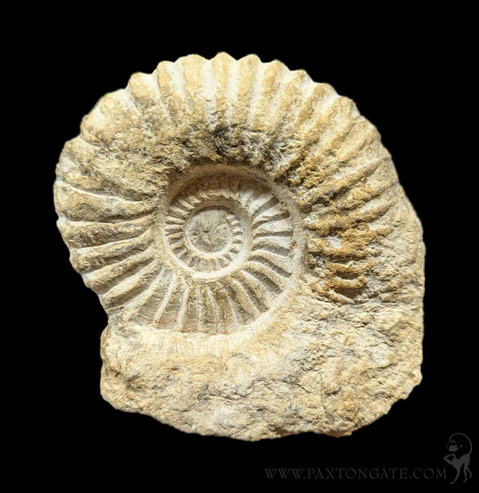 Large Raw Ammonite-Fossils-Esseouani Soulfiane-PaxtonGate
