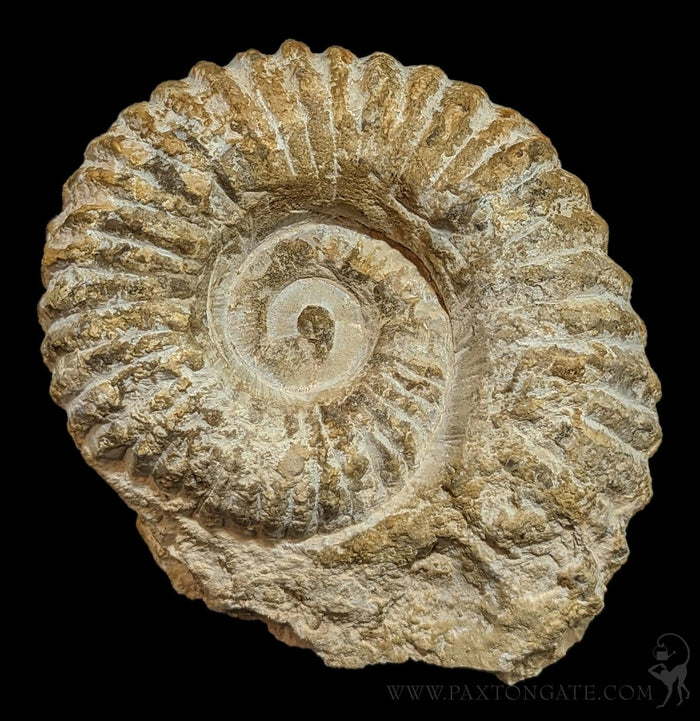 Large Raw Ammonite-Fossils-Esseouani Soulfiane-PaxtonGate