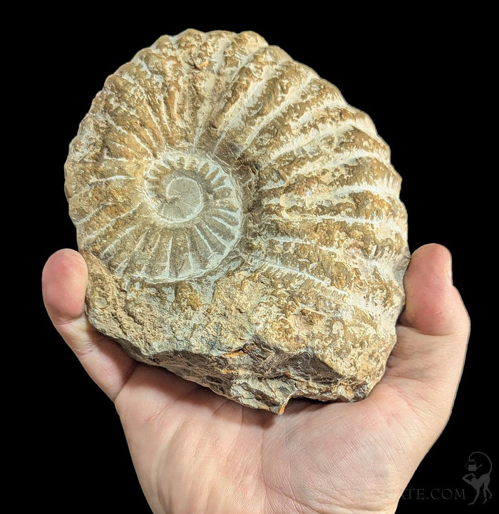 Large Raw Ammonite-Fossils-Esseouani Soulfiane-PaxtonGate