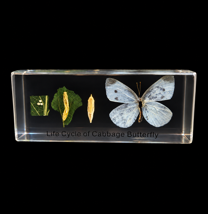 A clear rectangular display block containing a preserved cabbage butterfly life cycle specimen, including egg, larva, pupa, and adult butterfly, with the text 'Life Cycle of Cabbage Butterfly' printed on the front, shown against a black background.
