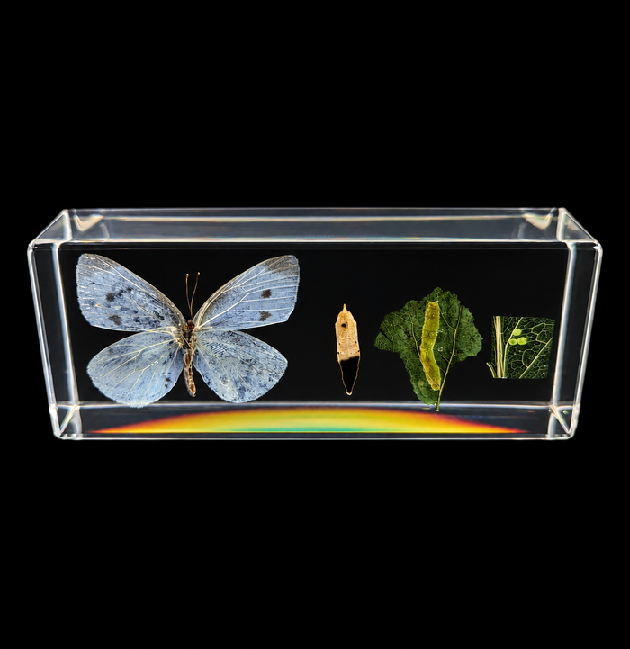 A clear acrylic display block containing a preserved blue butterfly, a small dried flower, green leaves, and botanical specimens, photographed against a solid black background.
