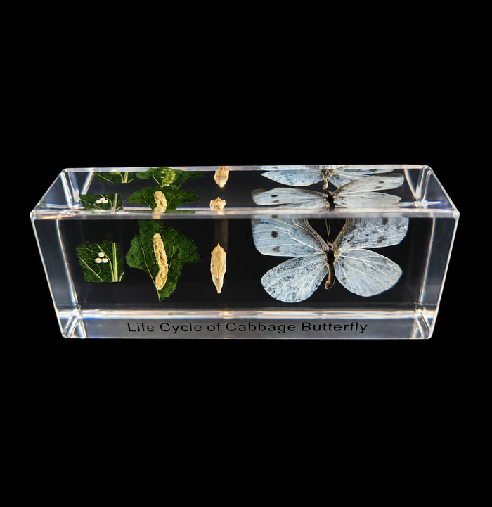 A clear acrylic display block containing a preserved cabbage butterfly life cycle specimen, including a white butterfly, pupa, eggs, and leaves, with the text 'Life Cycle of Cabbage Butterfly' engraved on the front, set against a solid black background.