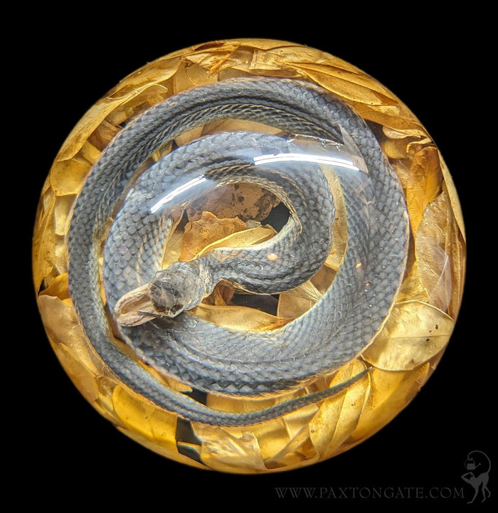 Natural Snake Paper Weight