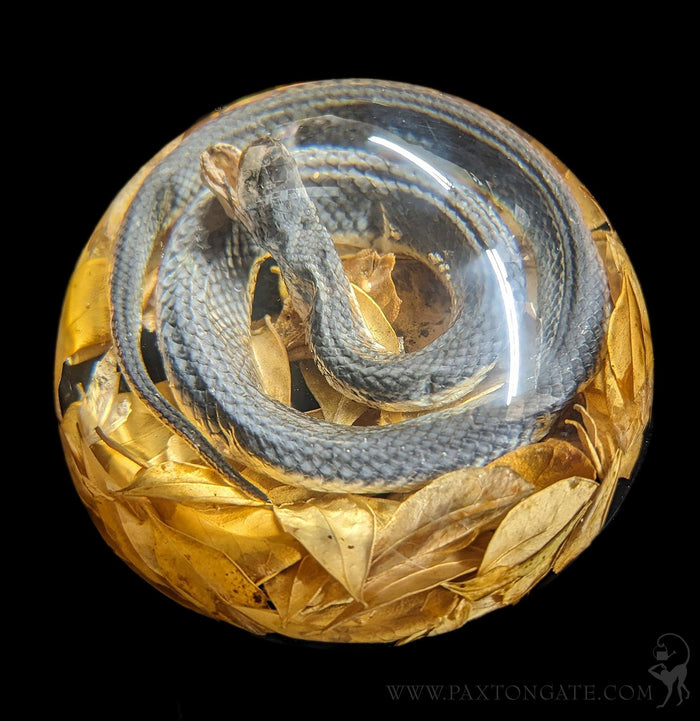 Natural Snake Paper Weight