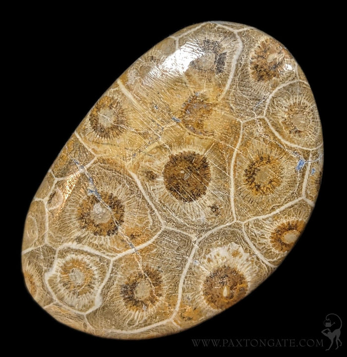 Polished Fossil Devonian Coral Head-Fossils-Moussa-PaxtonGate