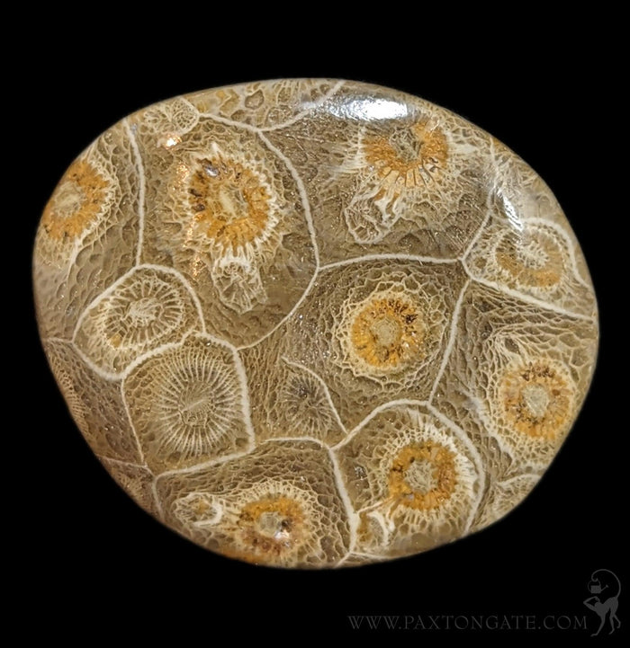 Polished Fossil Devonian Coral Head-Fossils-Moussa-PaxtonGate