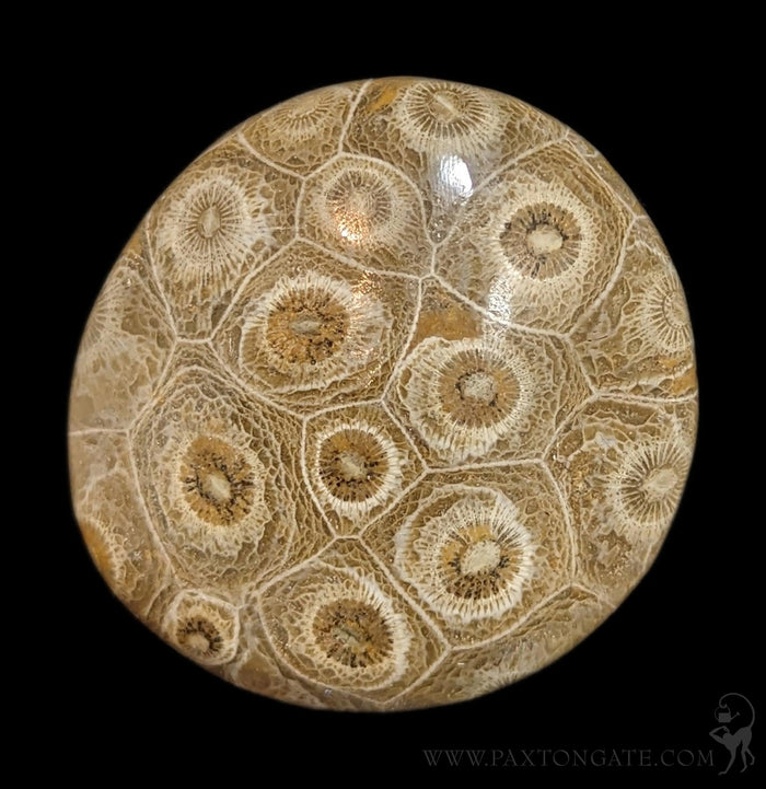 Polished Fossil Devonian Coral Head-Fossils-Moussa-PaxtonGate