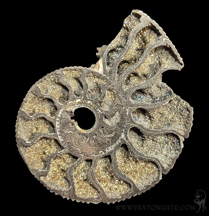 Pyritized Ammonite-Fossils-Geonica, Inc.-PaxtonGate
