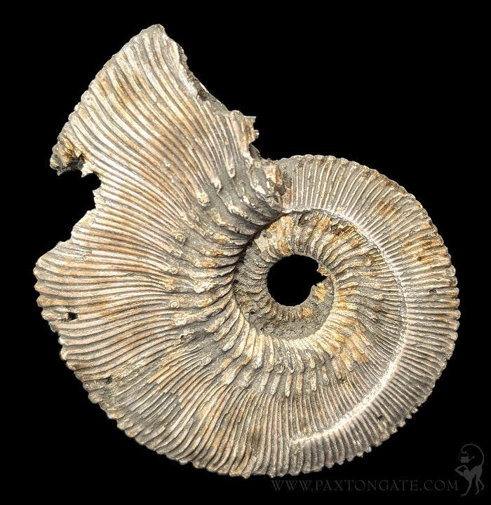 Pyritized Ammonite-Fossils-Geonica, Inc.-PaxtonGate