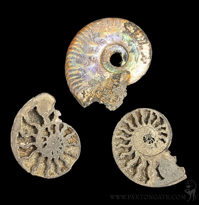 Pyritized Ammonite-Fossils-Geonica, Inc.-PaxtonGate