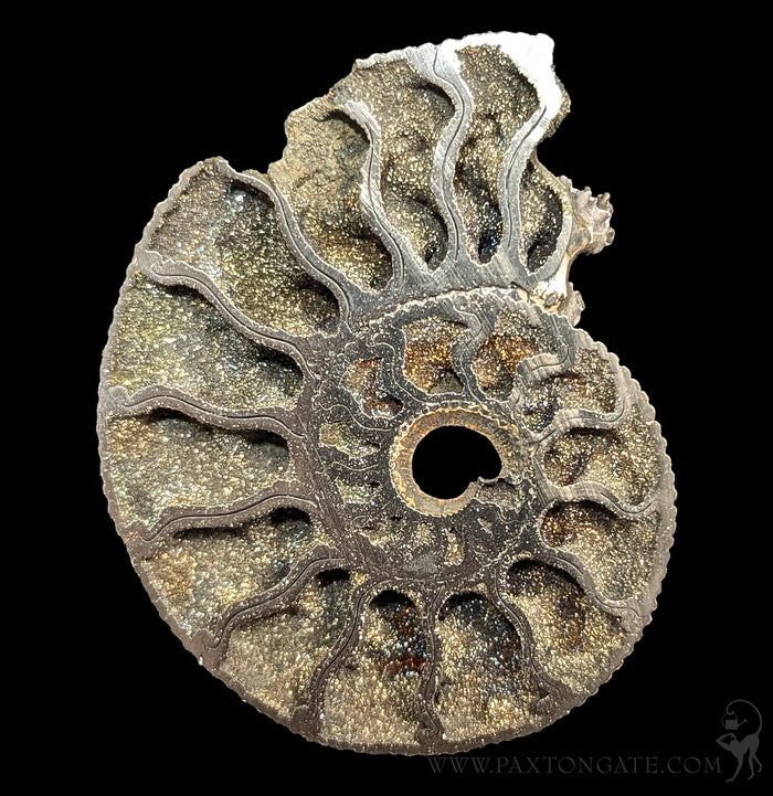 Pyritized Ammonite-Fossils-Geonica, Inc.-PaxtonGate