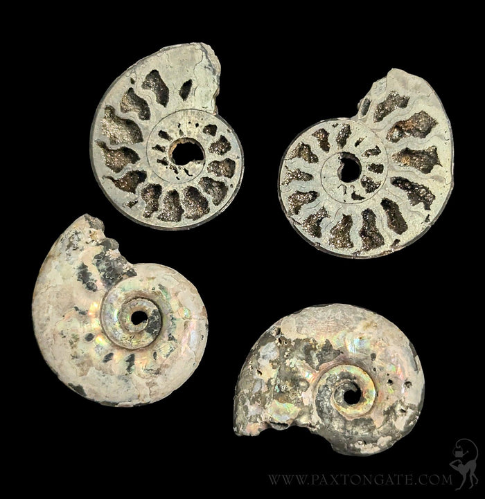 Pyritized Ammonite-Fossils-Geonica, Inc.-PaxtonGate