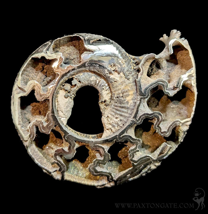 Pyritized Ammonite-Fossils-Geonica, Inc.-PaxtonGate