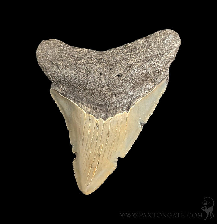 Small Megalodon Tooth-Fossils-Steve''s Fossil Shark Teet-PaxtonGate