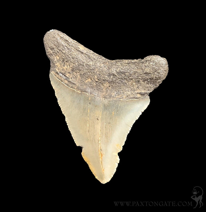 Small Megalodon Tooth-Fossils-Steve''s Fossil Shark Teet-PaxtonGate