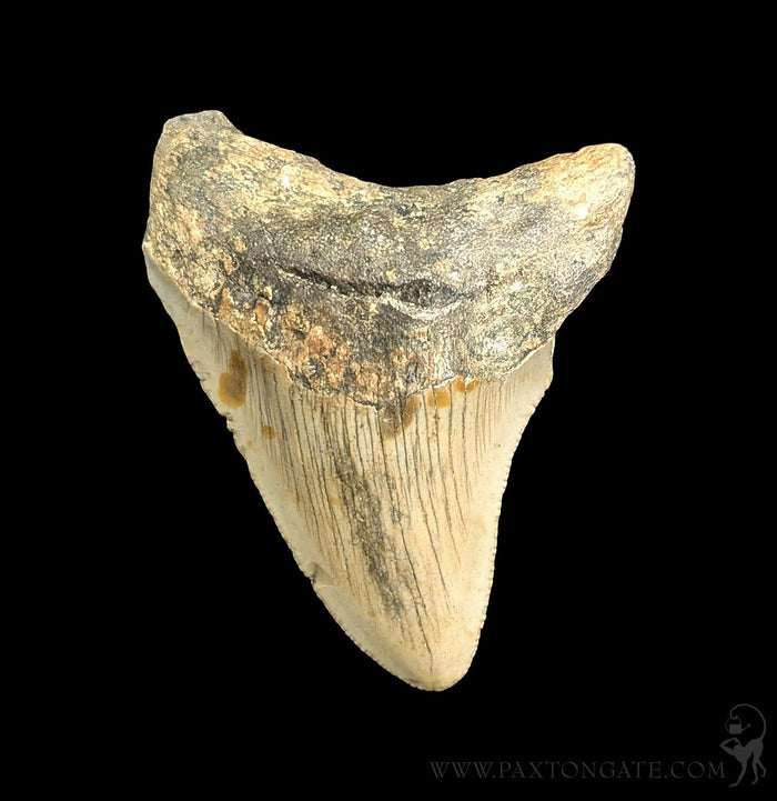 Small Megalodon Tooth-Fossils-Steve''s Fossil Shark Teet-PaxtonGate