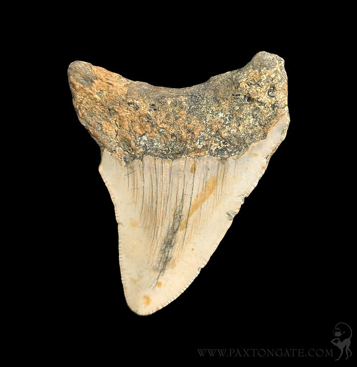 Small Megalodon Tooth-Fossils-Steve''s Fossil Shark Teet-PaxtonGate